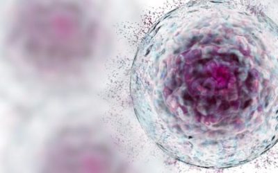 Adult Stem Cell, The Basics