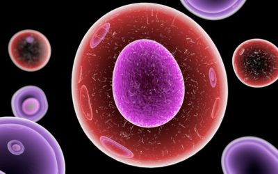 WHAT IS THE ROLE OF STEM CELLS?