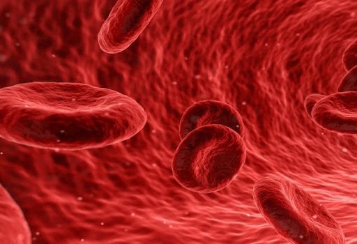 Globules rouges voyageant à travers une artère.